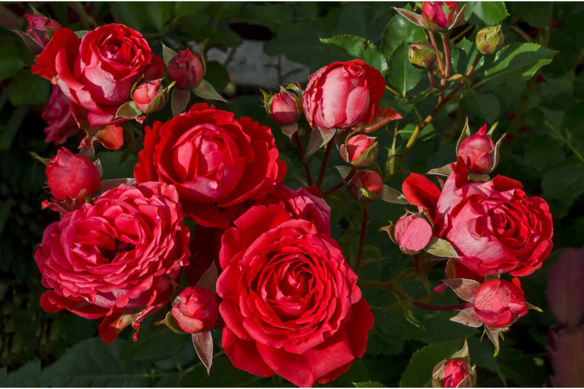 Rosas vermelhas no jardim.