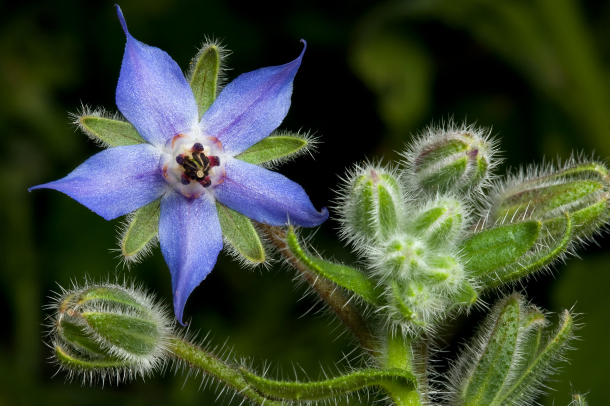 Flor de Borragem na cor azul em um jardim.