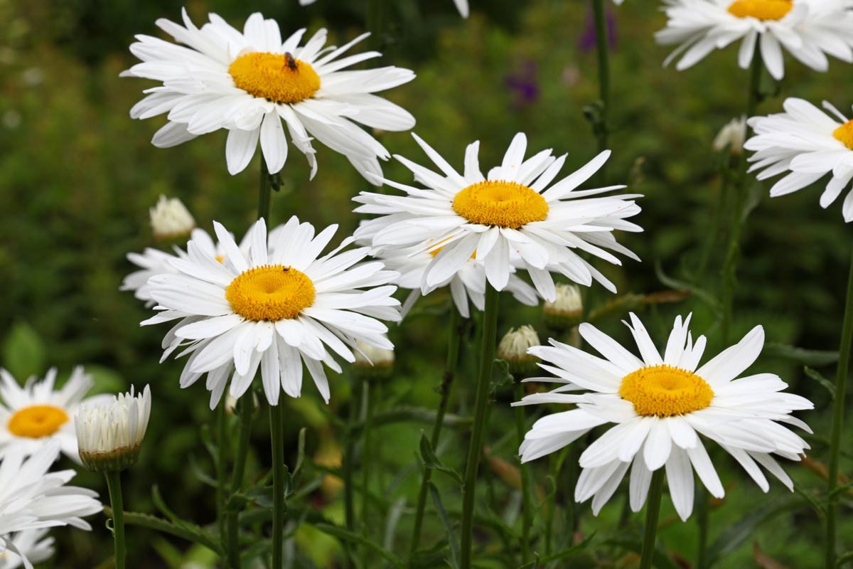 Flores de Camomila brancas em um jardim.
