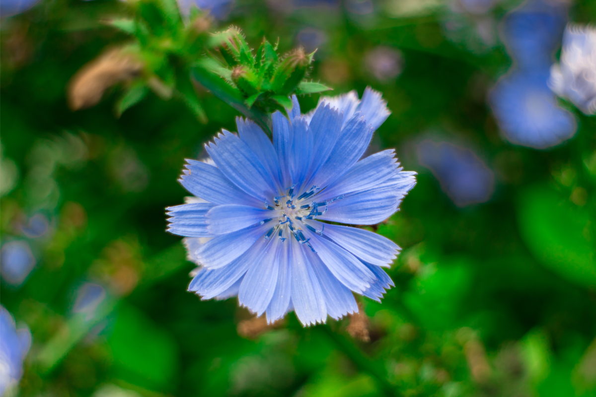 Flores de Chicória azul em um prado.
