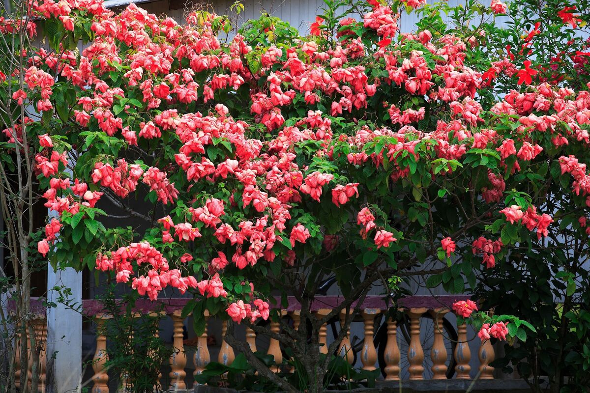 arbusto de mussaenda rosa em casa
