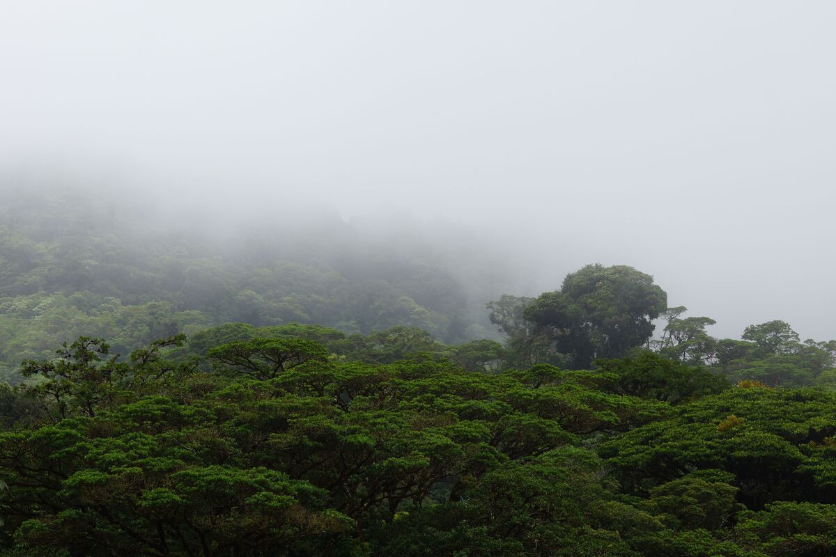 Floresta Nublada de Monteverde