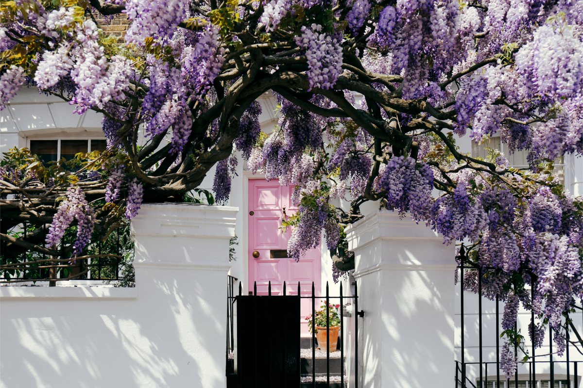 A entrada de uma casa com uma árvore com flores de glicínia