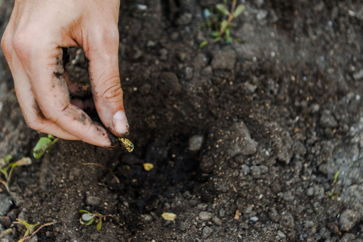 Imagem recortada de agricultor plantando sementes de abóbora na terra
