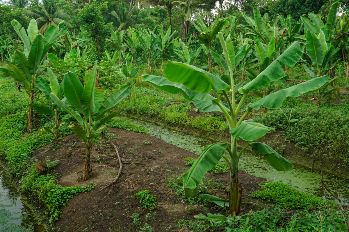 Plantação de banana, campo agrícola tropical.