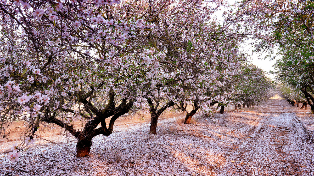 Árvore Flowering Almond