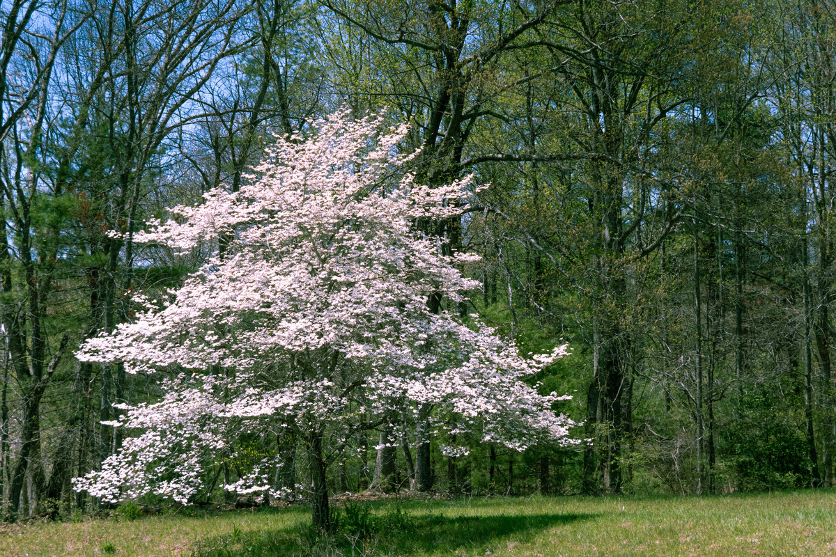 Árvore Flowering Dogwood