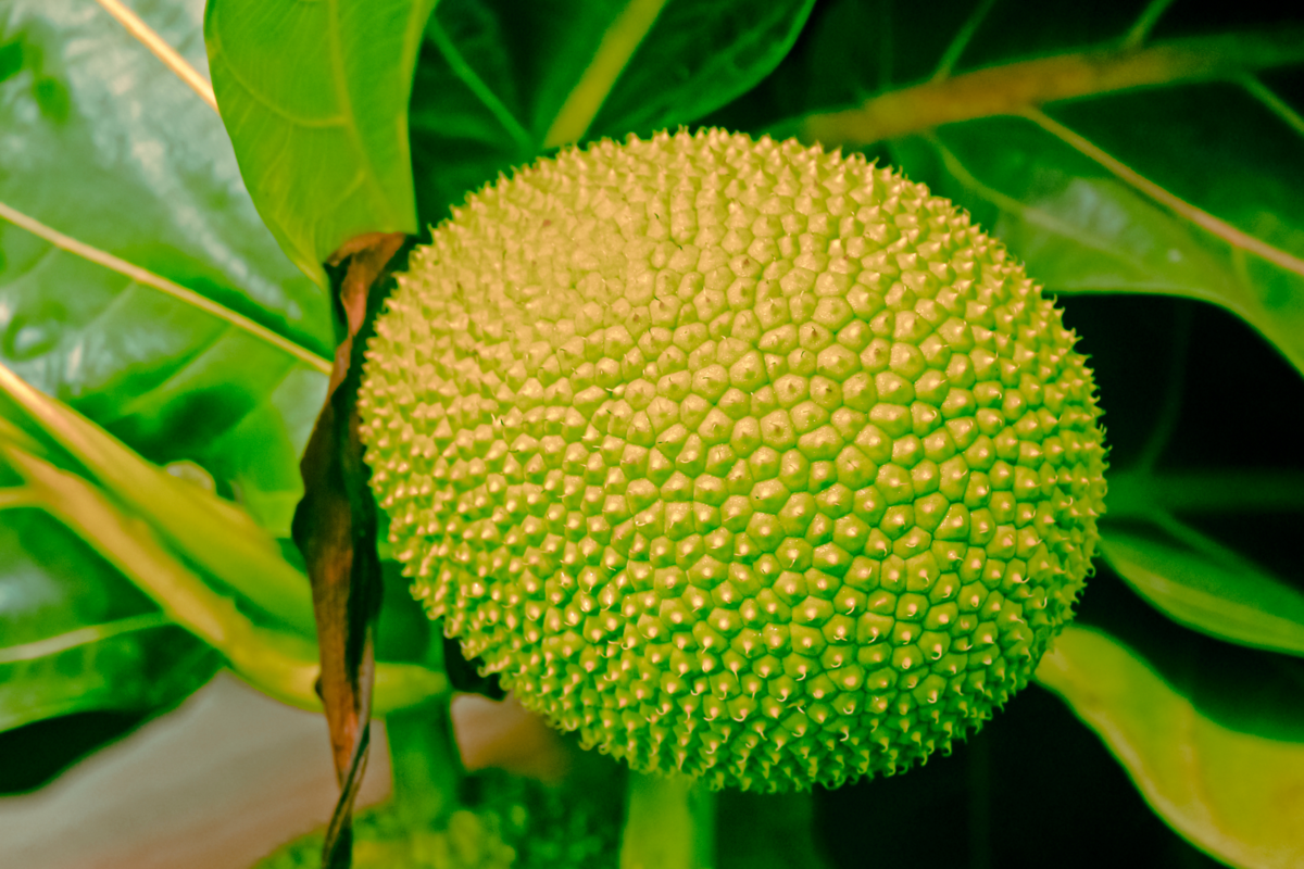 Uma fruta-pão com folhas verdes no fundo