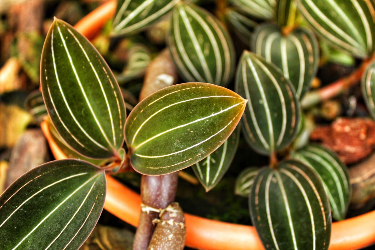 Tipos de orquídea da terra: conheça variações da queridinha do Brasil!