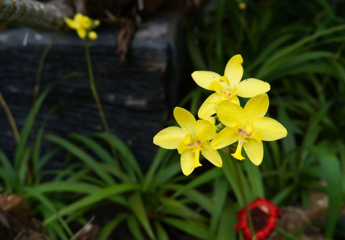 Orquídea Spathoglottis