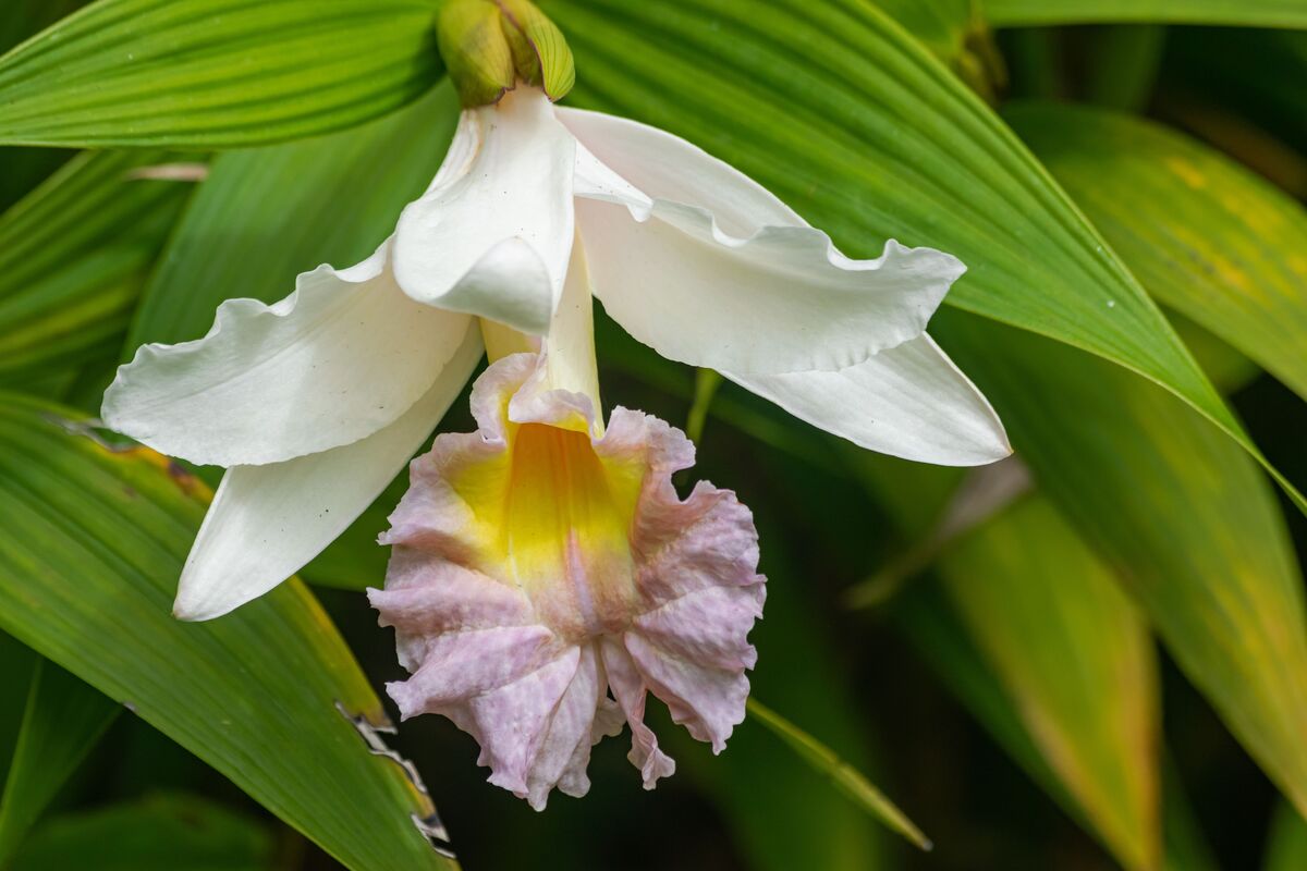 Orquídea sobrália