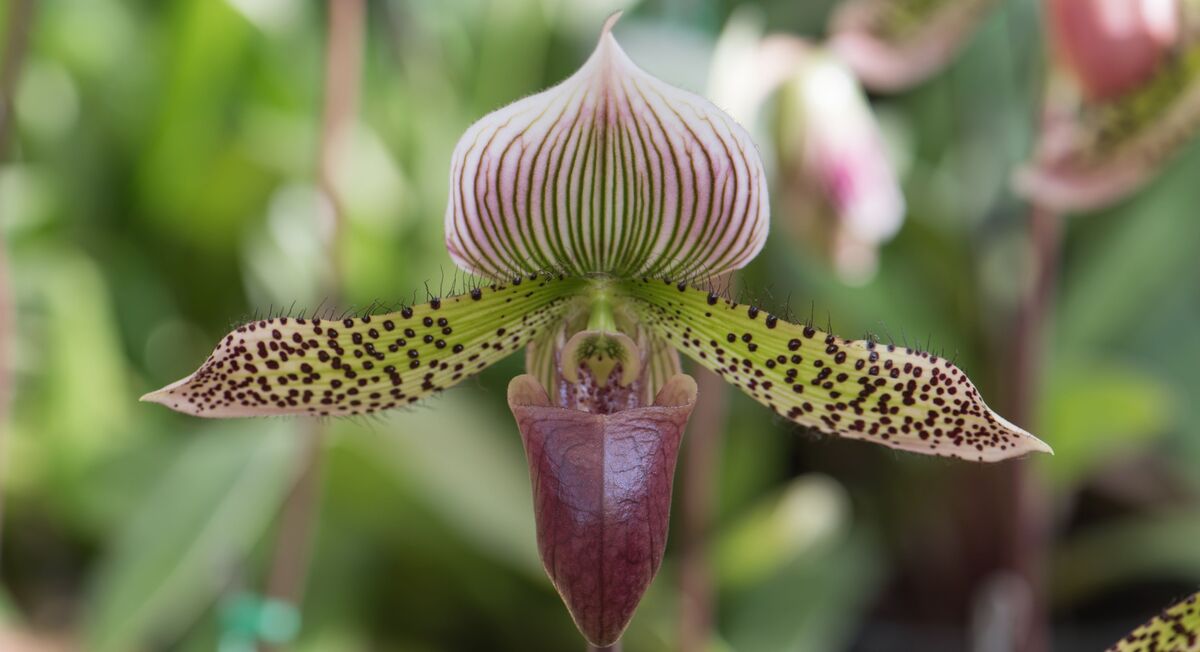 Orquídea paphiopedilum