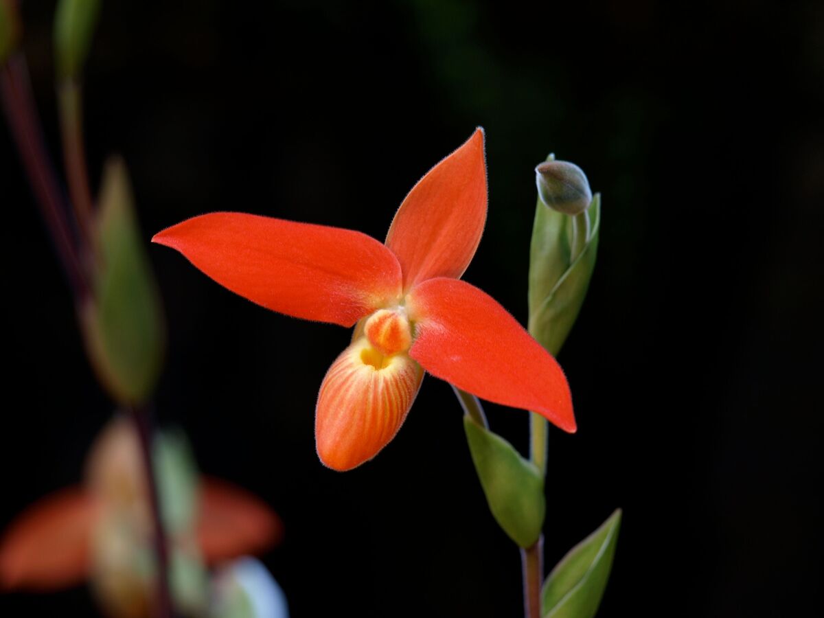 Orquídea phragmipedium