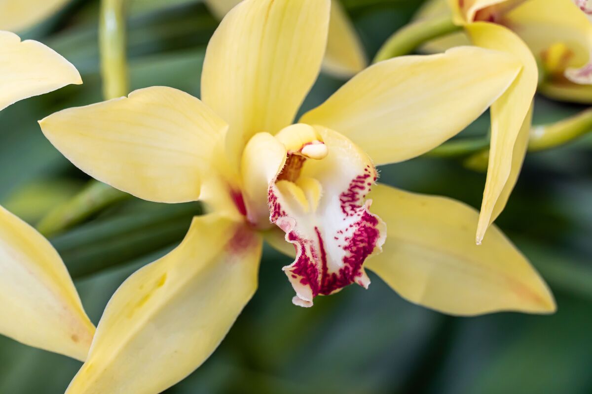 Orquídea phaius