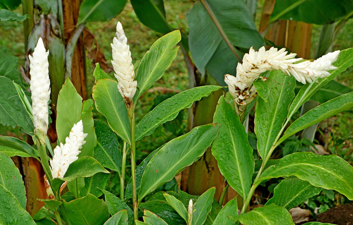 Alpínia roxburghii
