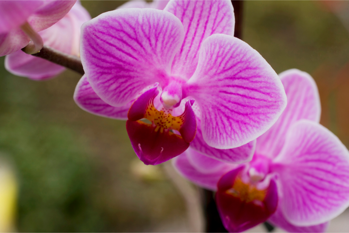 Orquídea roxa