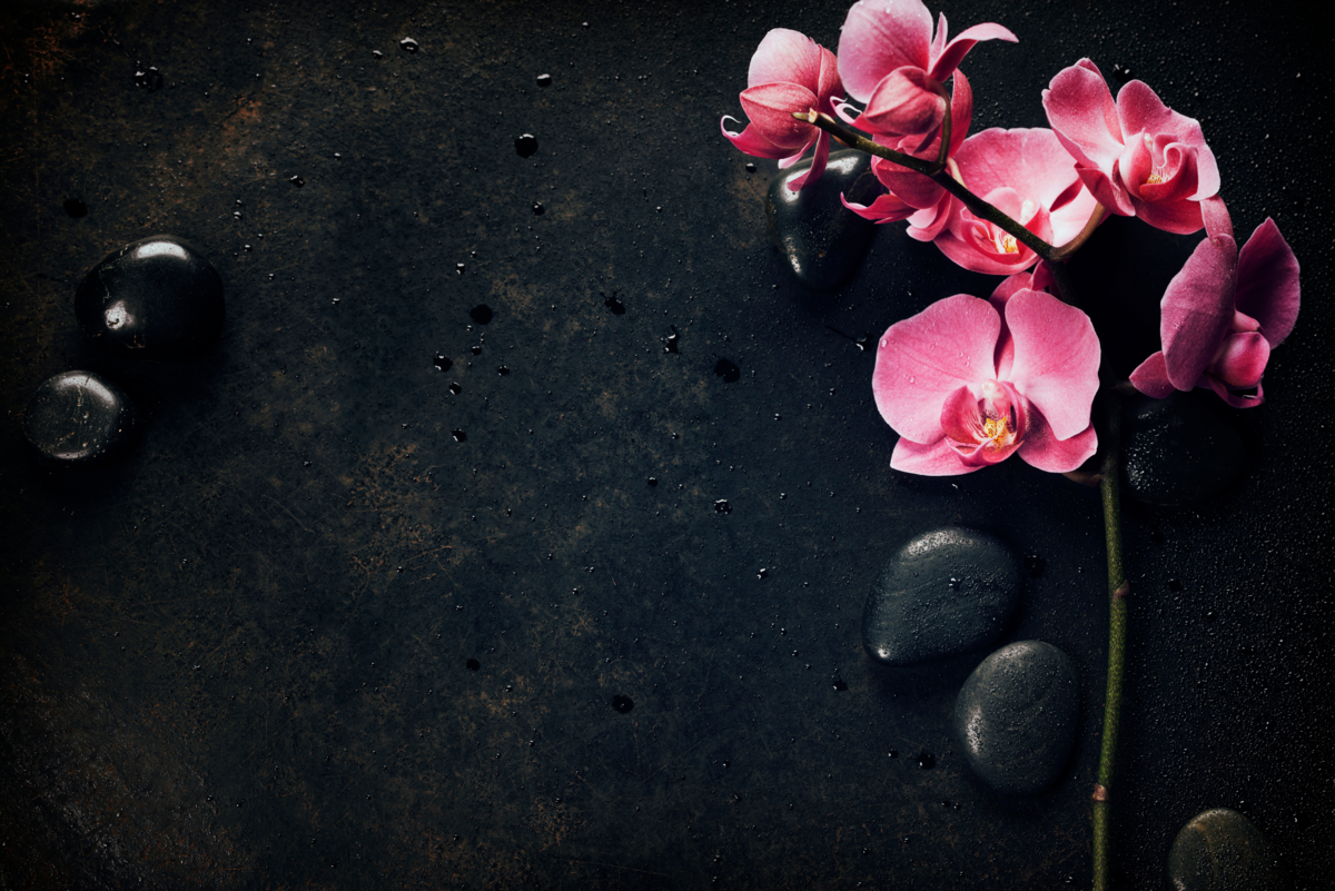 Orquídea rosa sobre um fundo preto