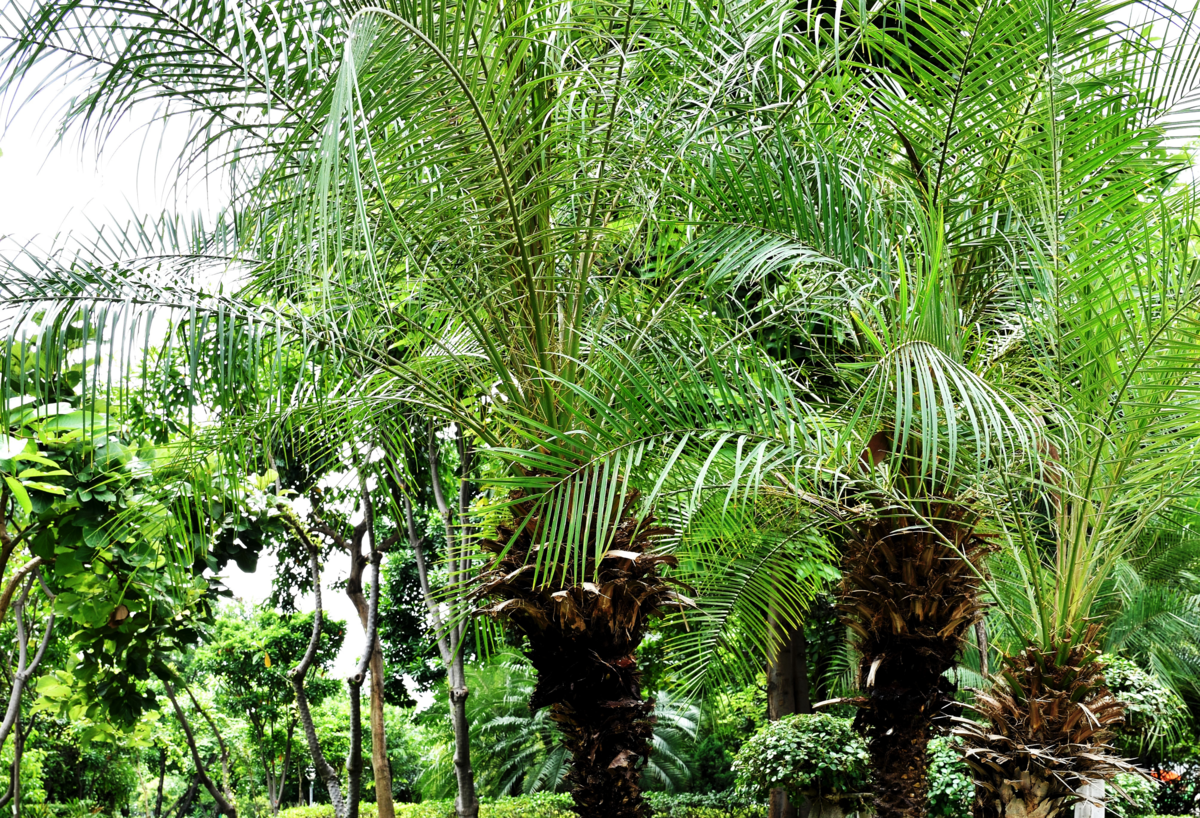 Close up em folhas de palmeira fênix