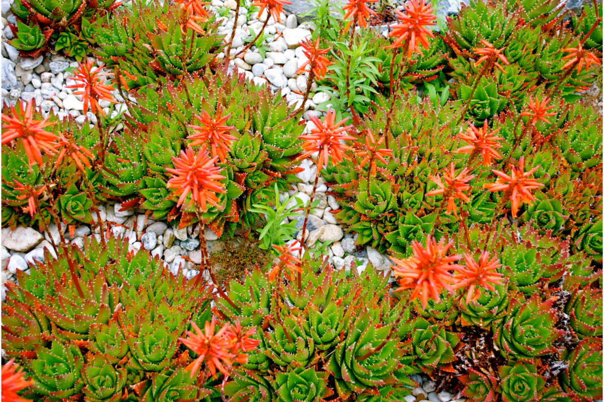 Várias Aloe aristata com flores vermelhas 