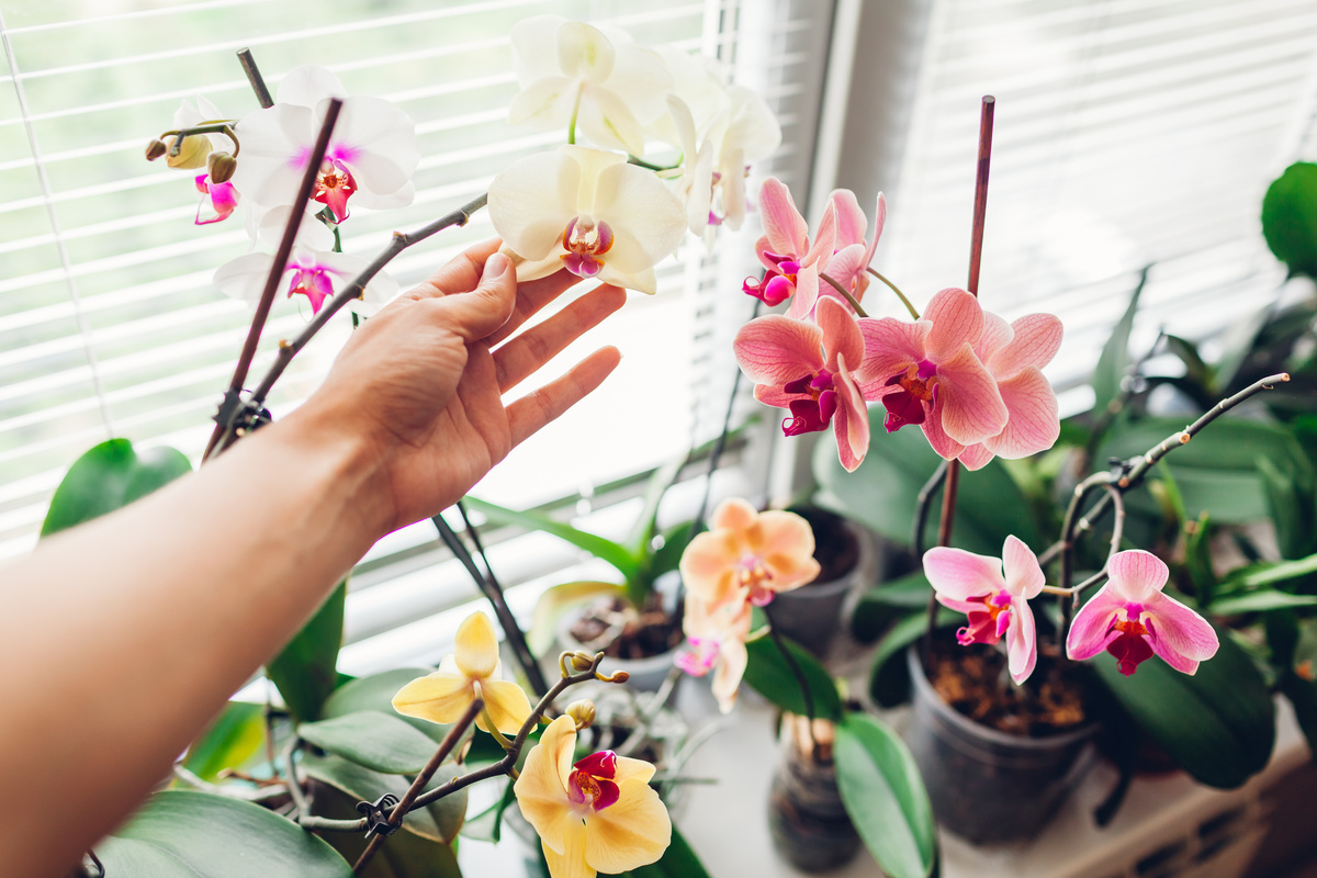 Pessoa cuidando de orquídeas 