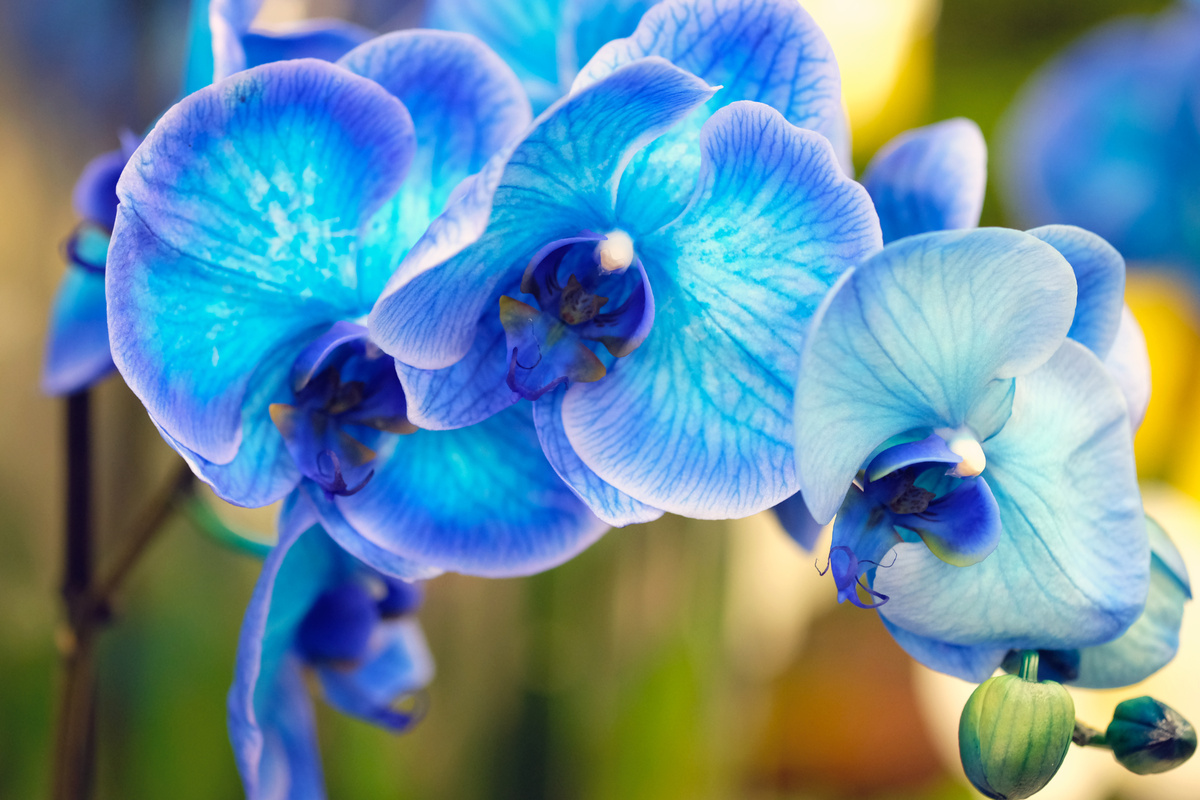 Orquídea azul