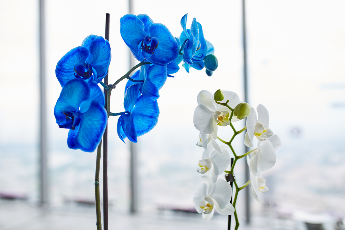 Orquídea azul e branca 
