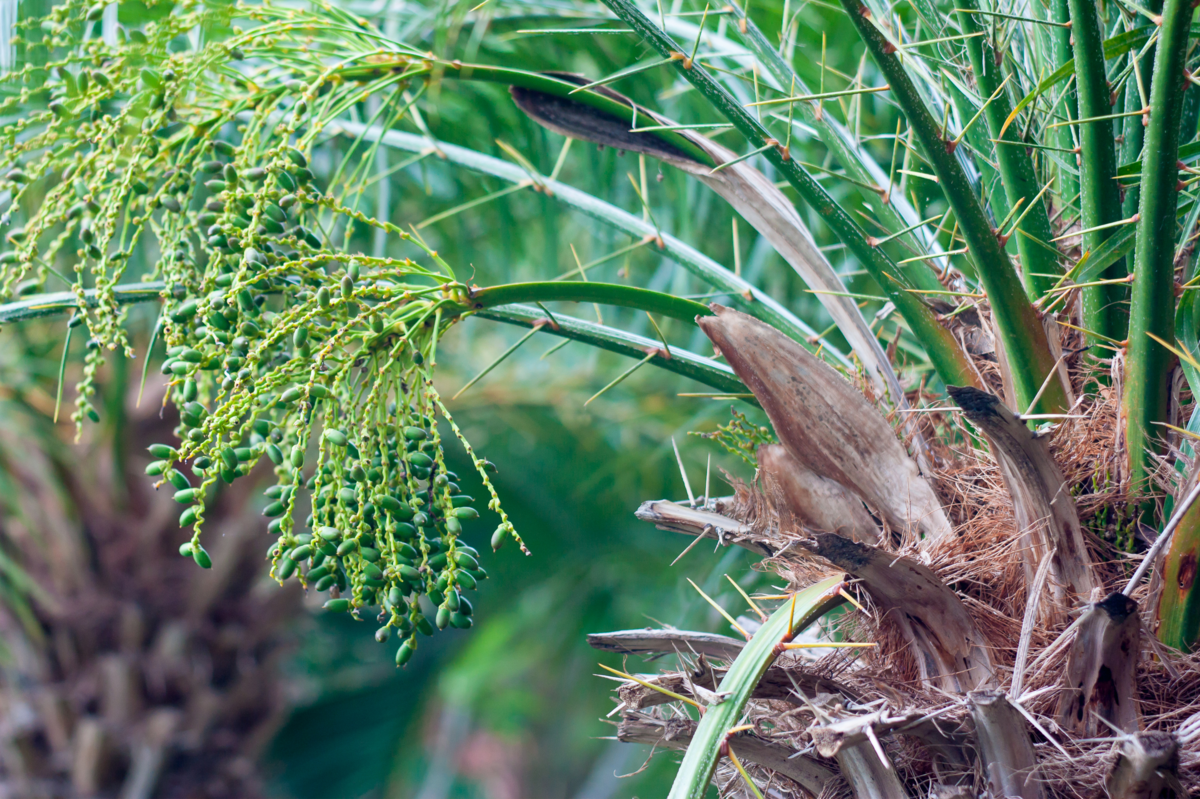 Close up em frutos verdes da palmeira fênix