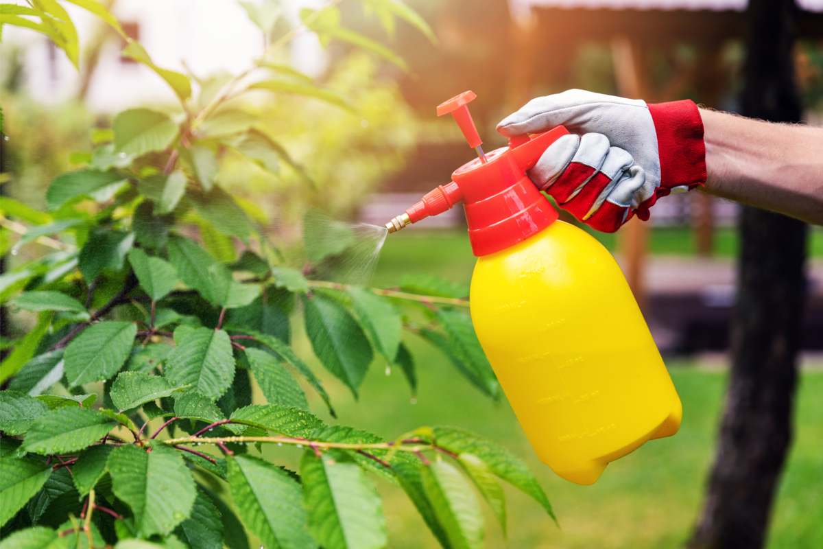 Jardineiro pulverização a cerejeira contra pragas e doenças.