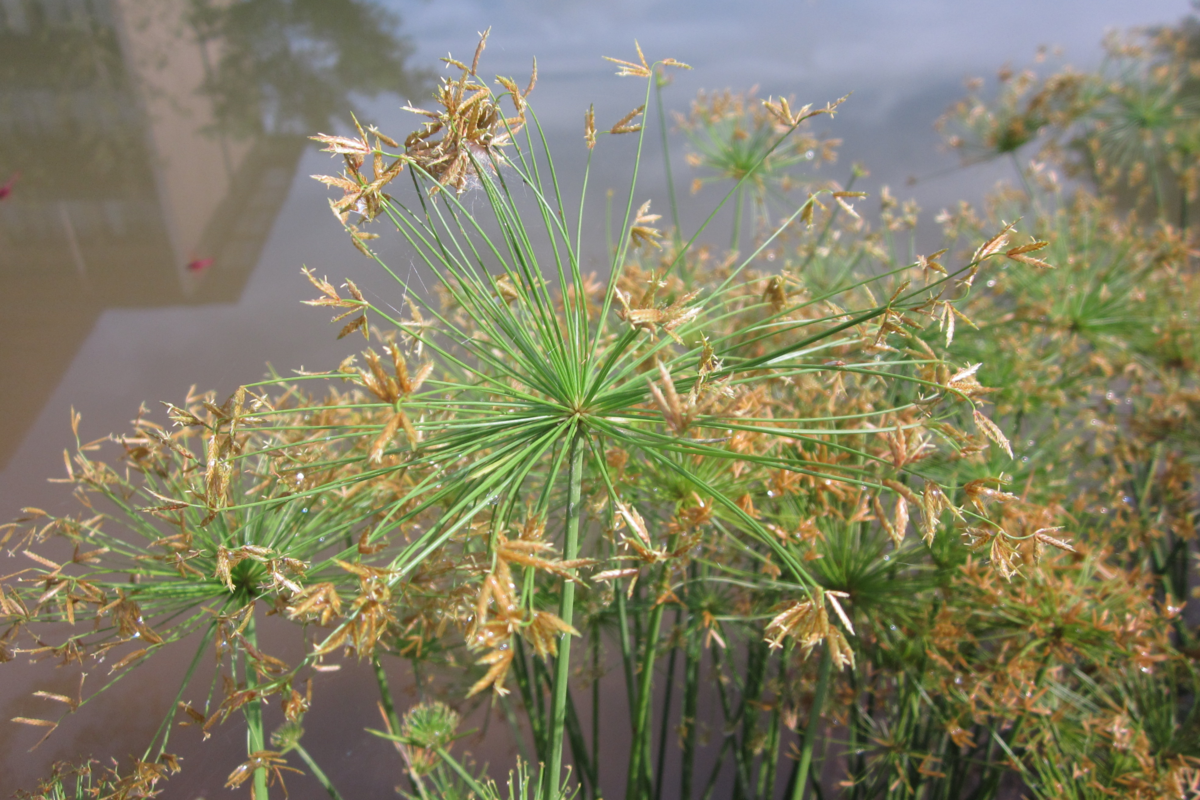 A planta Cyperus flavus próxima de um lago.