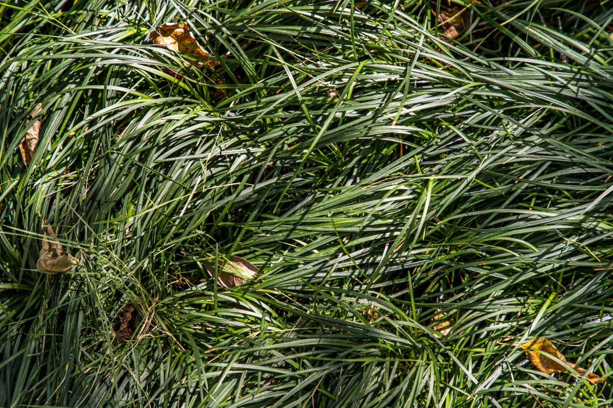 A planta Cyperus esculentus espalhada no campo.