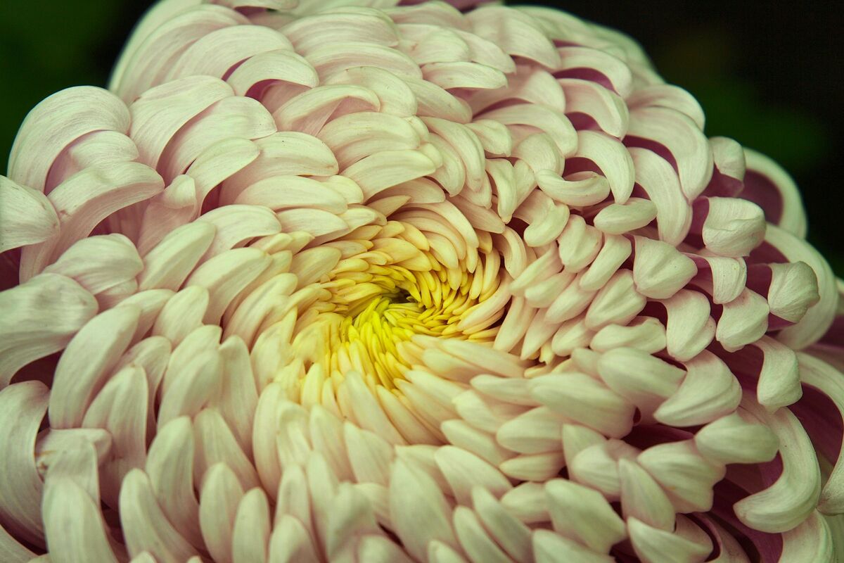Close up em crisântemo incurve, com as pétalas pequenas formando um espiral em relação ao centro da flor