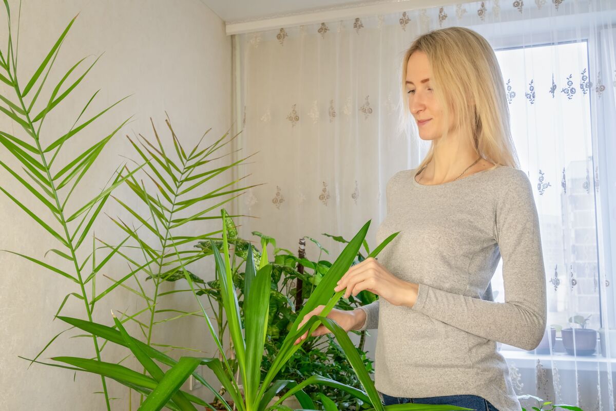 Mulher olhando para planta yucca houseplant dentro da sala de estar