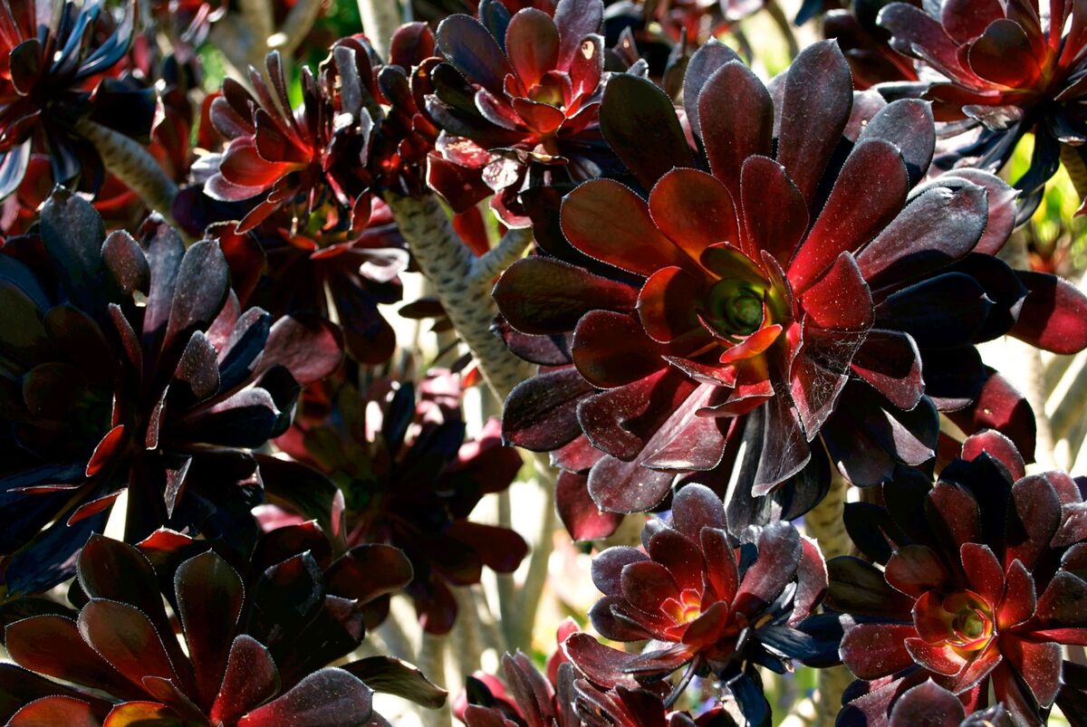 Aeonium arboreum negra