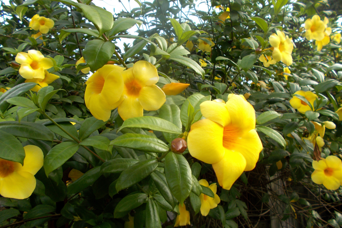 Várias alamandas amarelas floridas