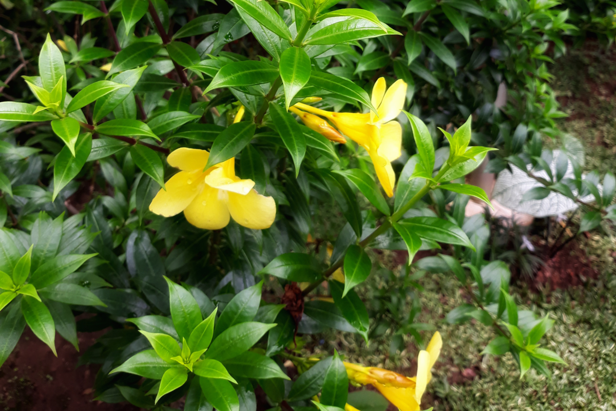 Alamanda com flores amarelas em um jardim