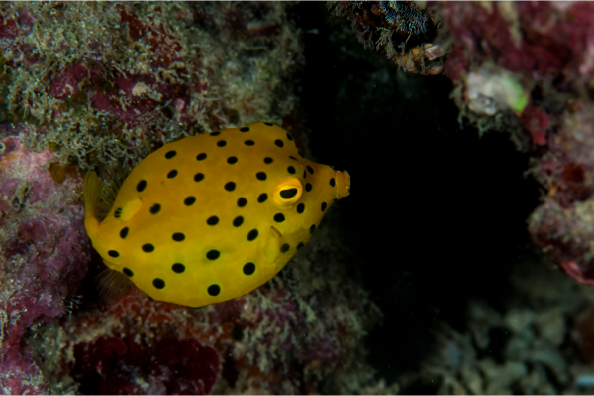 Filhote de Peixe-cofre-amarelo próximo dos corais.