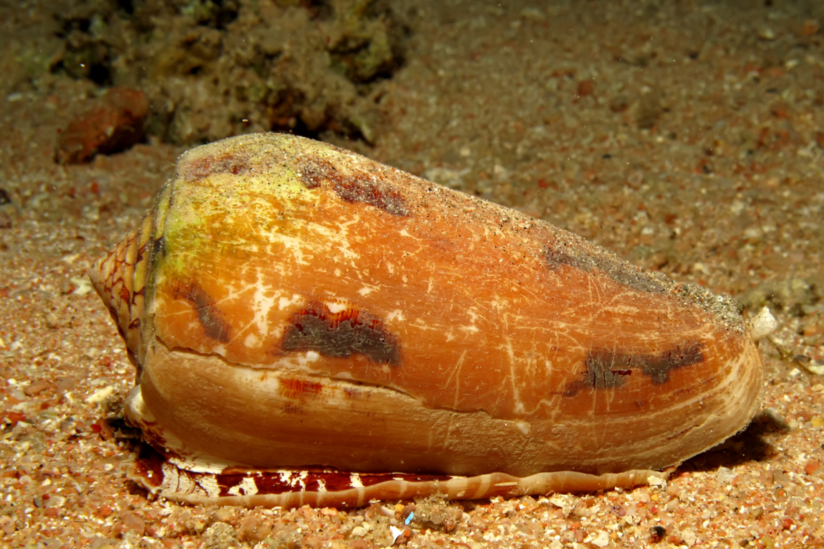 Conus geographus no Mar Vermelho, Egito.