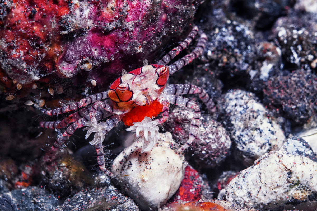 Um Hapalochlaena próximo das pedras e corais do mar.