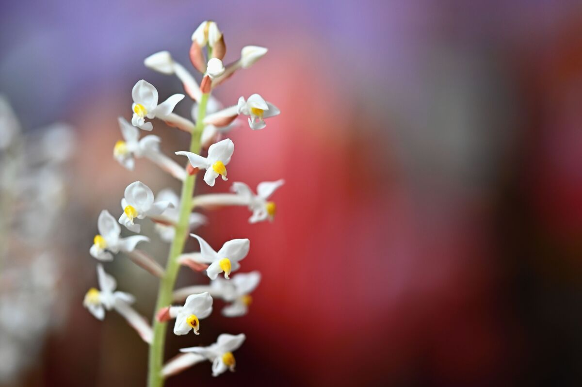 orquídea ludisia discolor