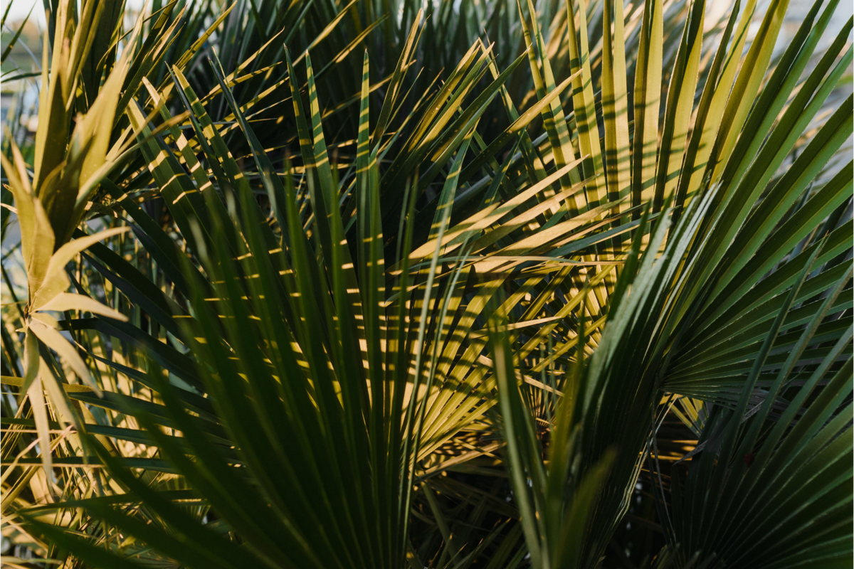 Uma Palmeira leque com a luz natural refletida.