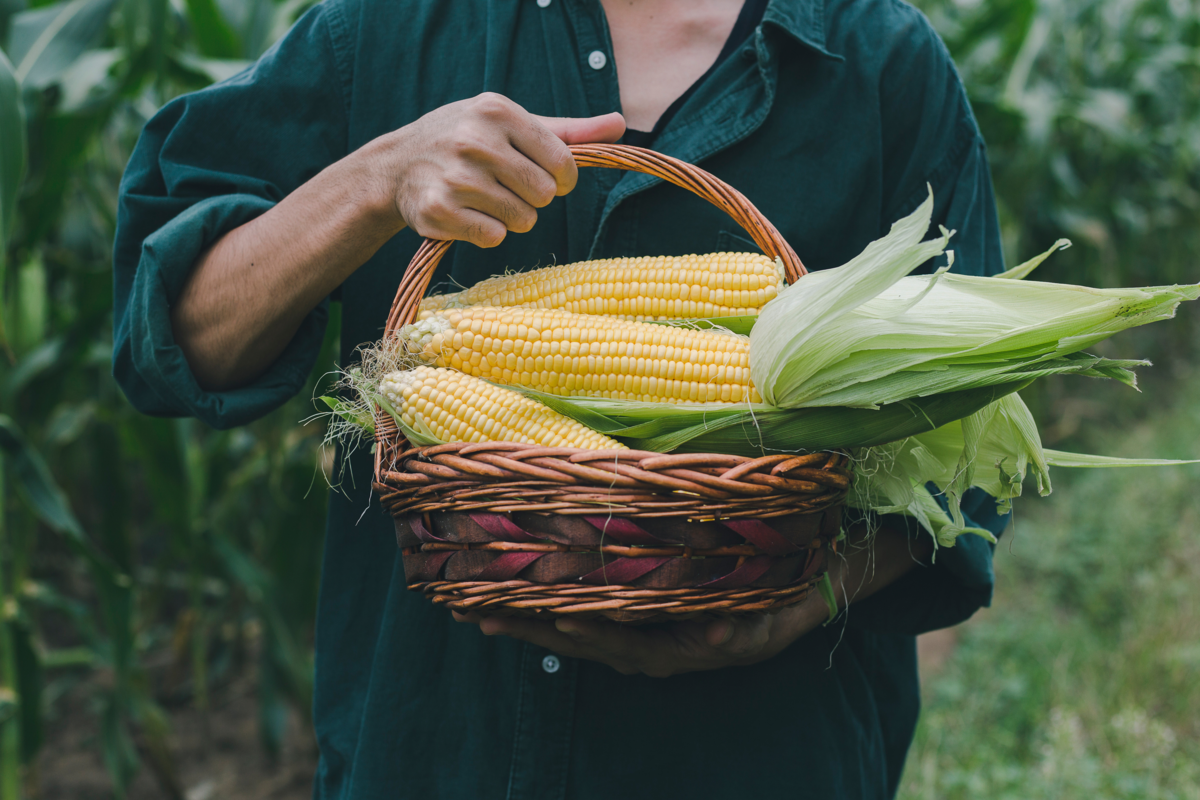 Agricultor segurando o milho na cesta no campo de milho