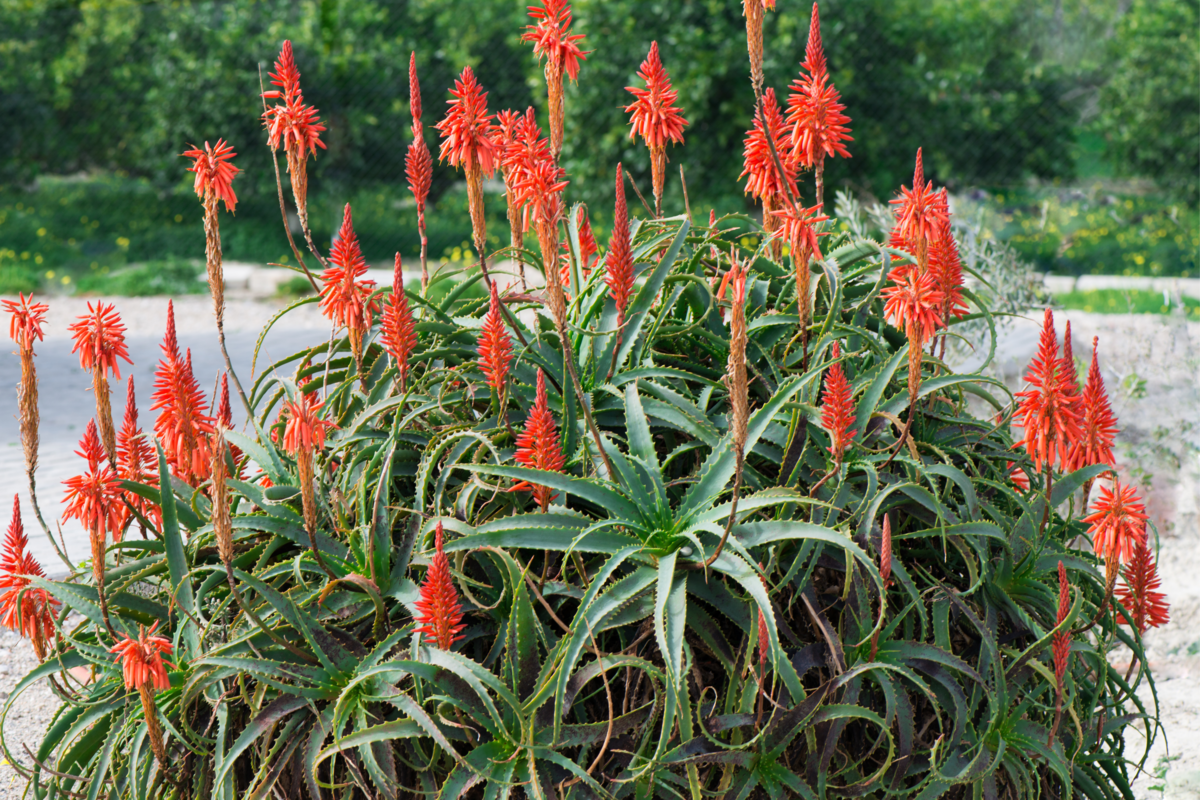 Planta Aloe arborescens cheia de flores no jardim.