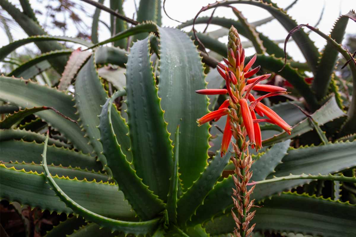 Aloe arborescens com uma flor avermelhada.