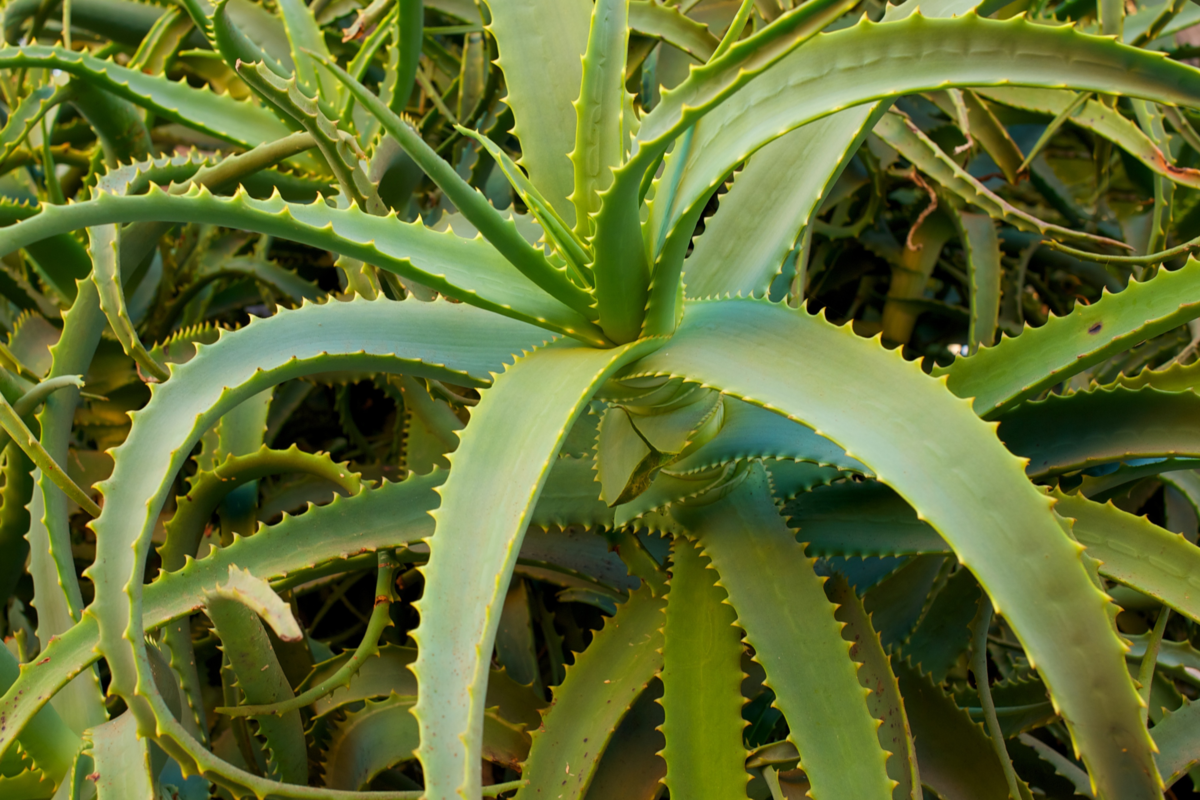 Jardim repleto de plantas Aloe vera.