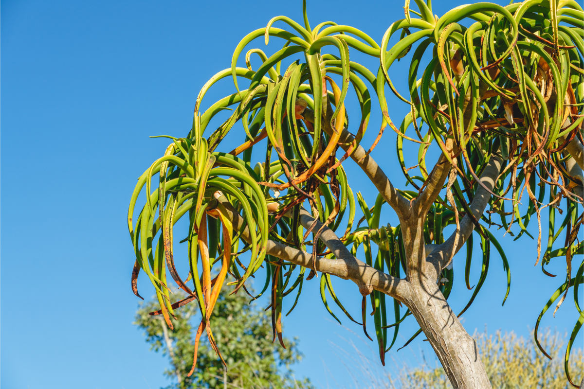 Árvore da espécie Aloe barberae no jardim e de fundo o céu azul.