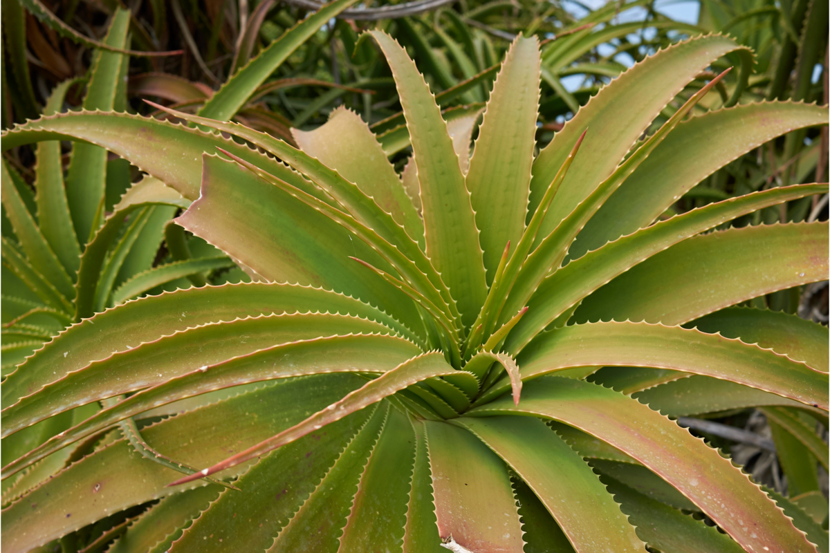 Aloe Arborescens Dicas De Cultivo Desse Tipo De Babosa E Mais 2418