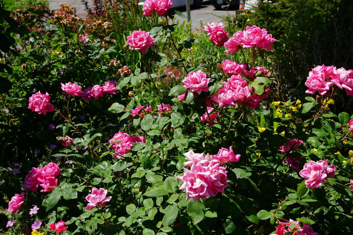 Rosas floribundas