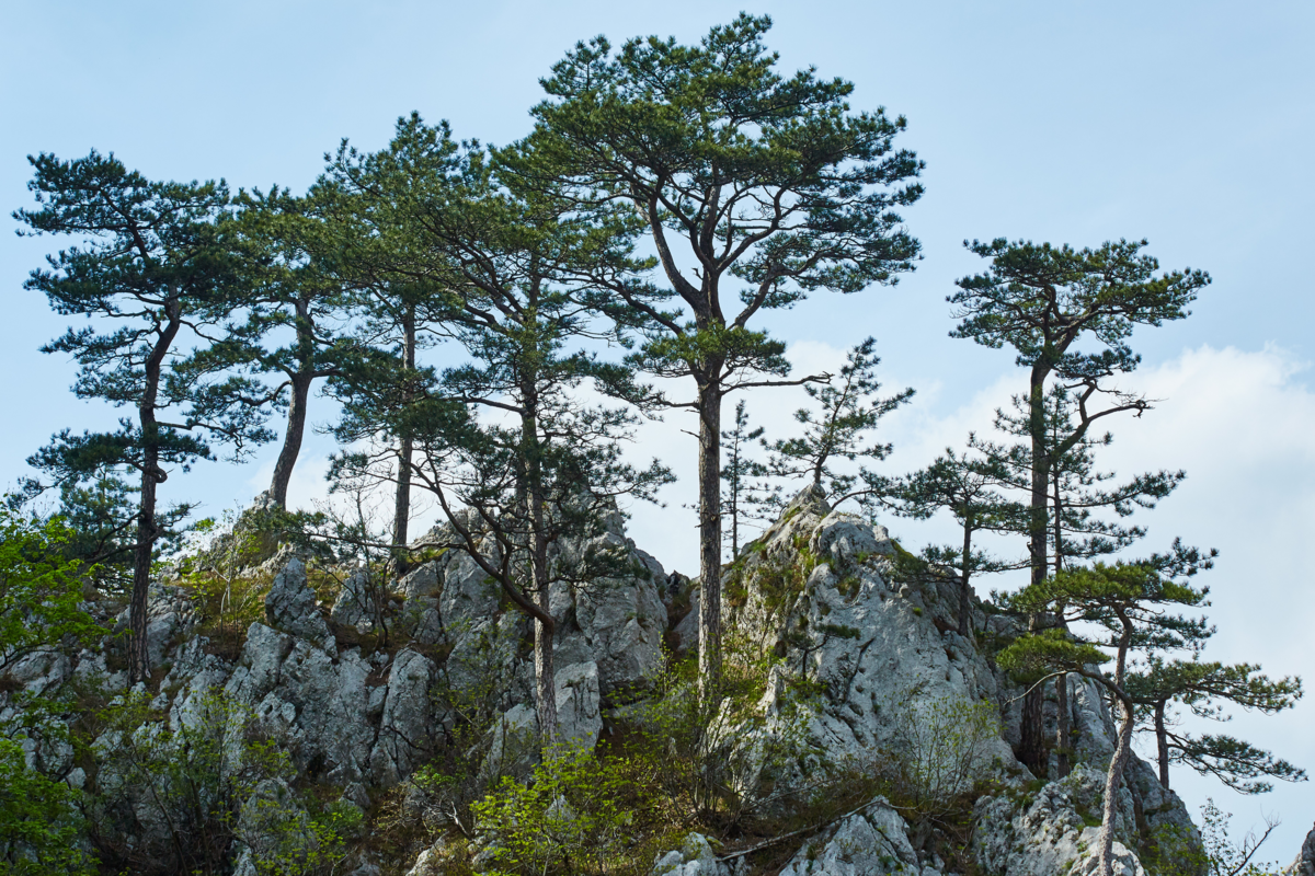 Pinus nigra em rochas