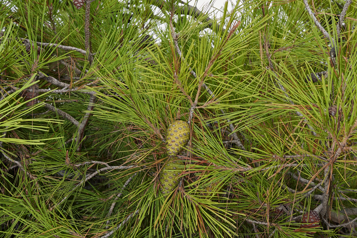 Ramos da Pinus halepensis bem de perto