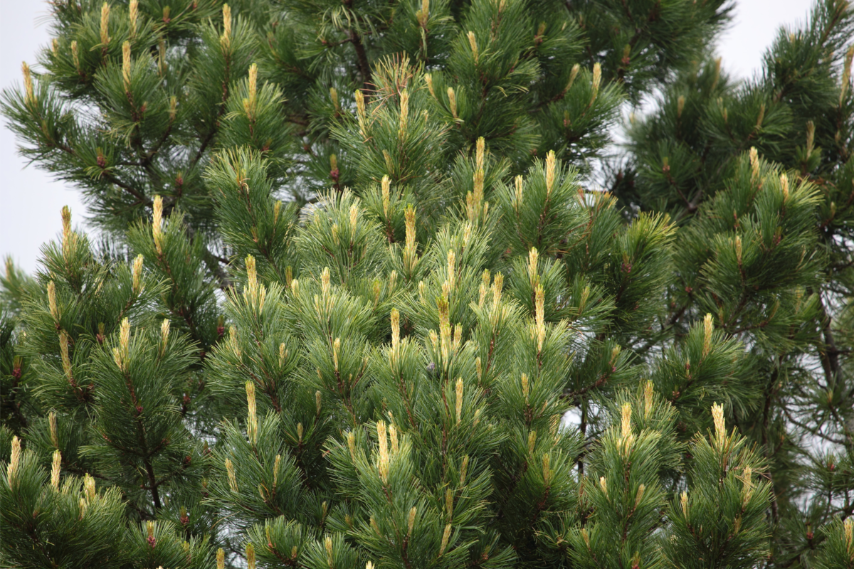 Uma árvore Pinus cembra